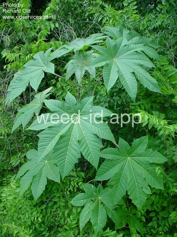 castorbean